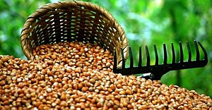 Fındık kilogramı 15 TL'den satışa sunuldu